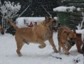 /album/brutus/brutus-17-jpg/